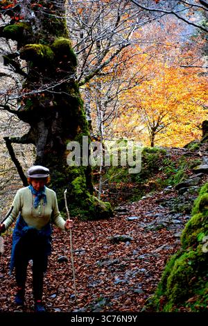 Wandern im Buchenwald im Riberot-Tal, Teil des Mont Valier-Massivs in den französischen Pyrenäen. Stockfoto