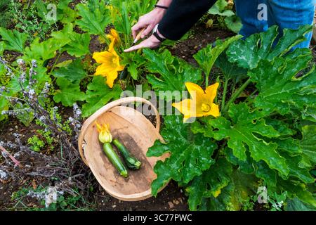 Ernte von Zucchini, Cucurbita Pepo, Zucchini All Green Bush, Anbau auf einer Gemüsefläche oder Kleingartenanlage. Stockfoto