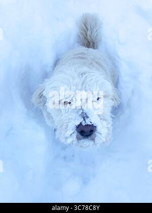 Ein verspielter Welpe ist mit Schnee bedeckt, nachdem er in einem Winterwunderland herumtobt hat. Stockfoto