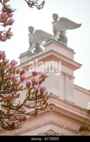 Magnolienbaum in voller Blüte vor dem Hauptgebäude der Universität in Lund Schweden Stockfoto