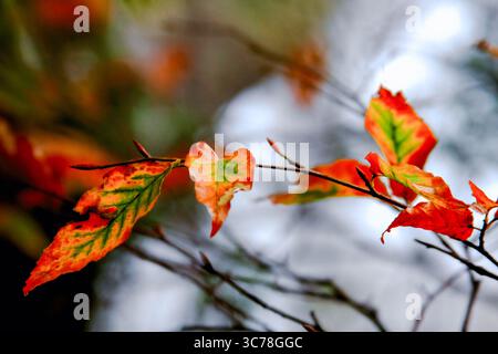 Nahaufnahme von Herbstblättern, die ihre Farbe auf einem Ast entlang des Trails in der Taipingshan National Forest Recreation Area in Yilan, Taiwan, auf einem klaren Untergrund ändern Stockfoto