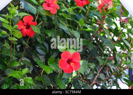 Eine Gruppe roter Blumen mit grünen Blättern. Die Blumen sind in einem Garten Stockfoto
