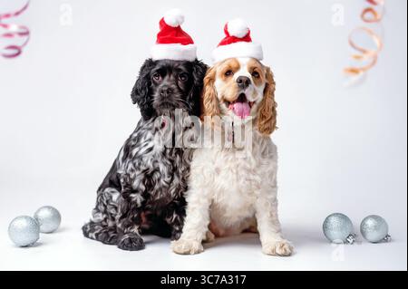 Zwei süße Cocker Spaniels in Santa Hats mit Weihnachtsdekoration Stockfoto