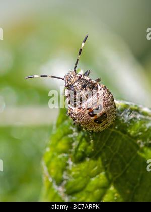 Draufsicht Nahaufnahme einer Nymphe des melierten Schildkäfers auf einem grünen Blatt vor einem unscharfen Hintergrund im Sonnenlicht Stockfoto