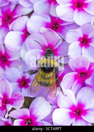 Nahaufnahme einer Gartenhummel, die auf dem rosa und weißen Phlox nach Nektar sucht Stockfoto
