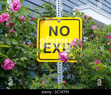 Kein Exit Street Schild, umgeben von wilden Rosen in Blüte Stockfoto