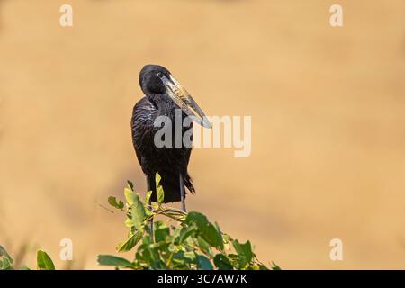Afrikanischer Openbill Anastomus lamelligerus Kruger-Nationalpark, Südafrika 16. August 2018 Erwachsene Ciconiidae Stockfoto