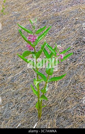 Asclepias speciosa, Showy Milkweed Stockfoto