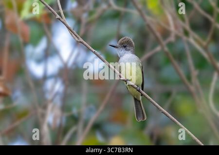 Flycatcher Myiarchus tuberculifer Manzanillo Airport Road, Colima, Mexiko 28. Februar 2025 Adut Tyrannidae Stockfoto