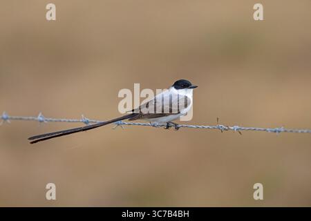 Gabelschwanzfänger Tyrannus savana Alvarado, Veracruz, Mexiko 7. April 2024 Erwachsene Tyrannidae Stockfoto