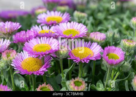 Nahaufnahme der Blüten des Strandasters (erigeron glaucus) in Blüte Stockfoto