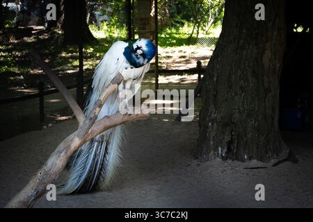 Ein majestätischer weißer Pfau auf einem Zweig in einem Park Stockfoto