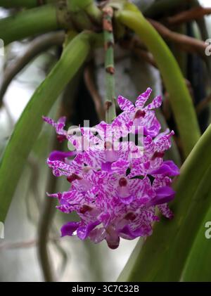 FuchsschwanzOrchidee, Rhynchostis retusa, Orchidaceae. Asien. Rhynchostylis retusa (auch Fuchsschwanz-Orchidee genannt) ist eine Orchidee der Vanda-Allianz. Stockfoto