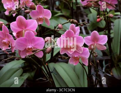 MottenOrchidee, Phalaenopsis schilleriana 'Pink Butterfly', Orchidaceae. Philippinen, Asien. Stockfoto
