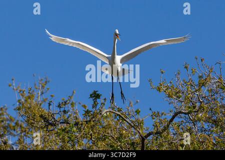 5. März 2013, St. Augustine, Florida, Vereinigte Staaten: A Great Egret, Ardea alba, im Flug, landet in St. Augustine, Florida, USA. (Kreditbild: © Jon G. Fuller/VW Pics via ZUMA Wire) Stockfoto
