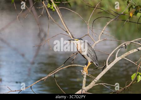 26. September 2016, Georgetown, Demerara-Mahaica Region, Guyana: Dieser Streifenreiher, Butorides striata, liegt an einem Fluss in Georgetown, Guyana. Auch bekannt als Mangrovenreiher, kleiner Reiher oder Grüner Reiher. Es ist ein Hinterhalt-Jäger, der geduldig am Wasser wartet und nach kleinen Fischen, Fröschen oder Insekten Ausschau hält. (Kreditbild: © Jon G. Fuller/VW Pics via ZUMA Wire) Stockfoto