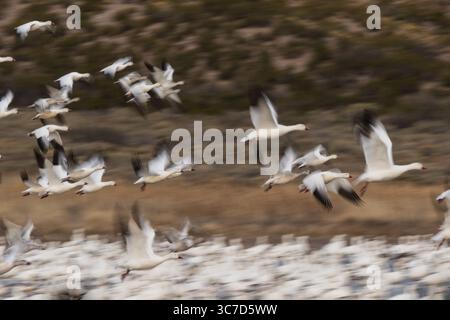 30. November 2017, San Antonio, New Mexico, Vereinigte Staaten: Eine künstlerisch dargestellte Darstellung der Schneegänse, Anser caerulescens, im Flug. Eine langsame Verschlusszeit wurde verwendet, um die Bewegungen beim Abheben zu verwischen und so ein Gefühl von Bewegung zu vermitteln. Bosque del Apache National Wildlife Refuge, New Mexico, USA. (Kreditbild: © Jon G. Fuller/VW Pics via ZUMA Wire) Stockfoto