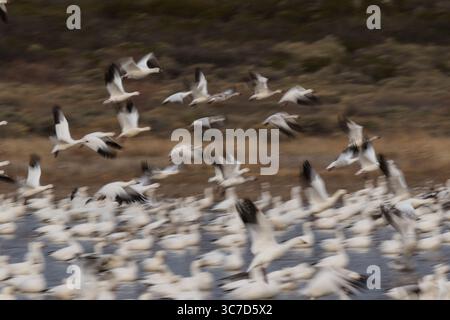 30. November 2017, San Antonio, New Mexico, Vereinigte Staaten: Eine künstlerisch dargestellte Darstellung der Schneegänse, Anser caerulescens, im Flug. Eine langsame Verschlusszeit wurde verwendet, um die Bewegungen beim Abheben zu verwischen und so ein Gefühl von Bewegung zu vermitteln. Bosque del Apache National Wildlife Refuge, New Mexico, USA. (Kreditbild: © Jon G. Fuller/VW Pics via ZUMA Wire) Stockfoto