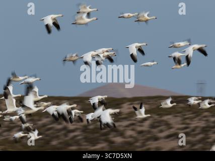 30. November 2017, San Antonio, New Mexico, Vereinigte Staaten: Eine künstlerisch dargestellte Darstellung der Schneegänse, Anser caerulescens, im Flug. Eine langsame Verschlusszeit wurde verwendet, um die Bewegungen beim Abheben zu verwischen und so ein Gefühl von Bewegung zu vermitteln. Bosque del Apache National Wildlife Refuge, New Mexico, USA. (Kreditbild: © Jon G. Fuller/VW Pics via ZUMA Wire) Stockfoto