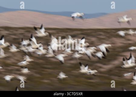 30. November 2017, San Antonio, New Mexico, Vereinigte Staaten: Eine künstlerisch dargestellte Darstellung der Schneegänse, Anser caerulescens, im Flug. Eine langsame Verschlusszeit wurde verwendet, um die Bewegungen beim Abheben zu verwischen und so ein Gefühl von Bewegung zu vermitteln. Bosque del Apache National Wildlife Refuge, New Mexico, USA. (Kreditbild: © Jon G. Fuller/VW Pics via ZUMA Wire) Stockfoto