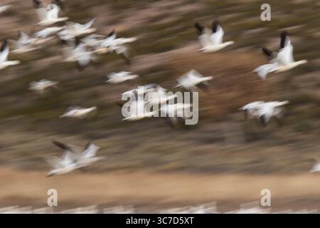 30. November 2017, San Antonio, New Mexico, Vereinigte Staaten: Eine künstlerisch dargestellte Darstellung der Schneegänse, Anser caerulescens, im Flug. Eine langsame Verschlusszeit wurde verwendet, um die Bewegungen beim Abheben zu verwischen und so ein Gefühl von Bewegung zu vermitteln. Bosque del Apache National Wildlife Refuge, New Mexico, USA. (Kreditbild: © Jon G. Fuller/VW Pics via ZUMA Wire) Stockfoto