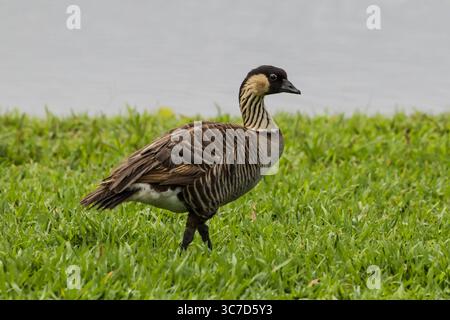 21. Januar 2018, Hawaii, Vereinigte Staaten: Die Nene oder Hawaiian Goose, Branta sandvicensis, ist ein Endemit von Hawaaii und die weltweit seltenste Gans. Sie gilt als anfällig für das Aussterben. (Kreditbild: © Jon G. Fuller/VW Pics via ZUMA Wire) Stockfoto