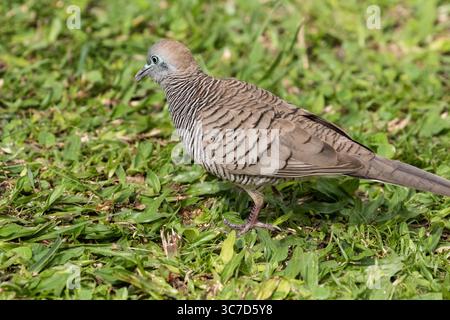 21. Januar 2018, Hawaii, Vereinigte Staaten: Die Zebrataube, Geopelia striata, auf der Suche nach Samen im Gras auf Kauai, Hawaii. Die Zebrataube ist in Südostasien beheimatet, wurde aber auf den hawaiianischen Inseln eingeführt. (Kreditbild: © Jon G. Fuller/VW Pics via ZUMA Wire) Stockfoto