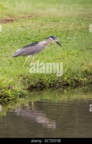 21. Januar 2018, Hawaii, Vereinigte Staaten: Ein Schwarzgekrönter Nachtreiher, Nycticorax nycticorax, jagt am Rand eines flachen Teichs auf Kauai, Hawaii. (Kreditbild: © Jon G. Fuller/VW Pics via ZUMA Wire) Stockfoto