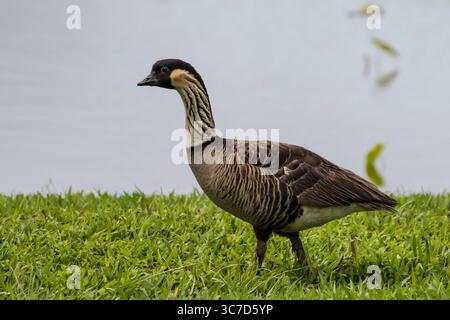 21. Januar 2018, Hawaii, Vereinigte Staaten: Die Nene oder Hawaiian Goose, Branta sandvicensis, ist ein Endemit von Hawaaii und die weltweit seltenste Gans. Sie gilt als anfällig für das Aussterben. (Kreditbild: © Jon G. Fuller/VW Pics via ZUMA Wire) Stockfoto