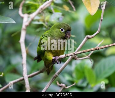 3. August 2018, Tuxla-Gutierrez, Chiapas, Mexiko: Eupsittula nana, ist auf Jamaika und von Mexiko durch den karibischen Hang Zentralamerikas zu finden. (Kreditbild: © Jon G. Fuller/VW Pics via ZUMA Wire) Stockfoto