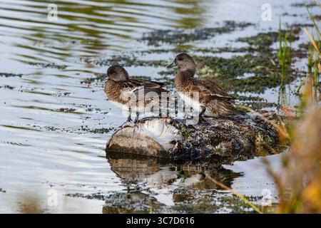 19. September 2020, Wyoming, Vereinigte Staaten: Unreife American Wigeon Drakes, Mareca americana, auf einem Baumstamm am Snake River im Grand Teton National Park in Wyoming, USA. (Kreditbild: © Jon G. Fuller/VW Pics via ZUMA Wire) Stockfoto