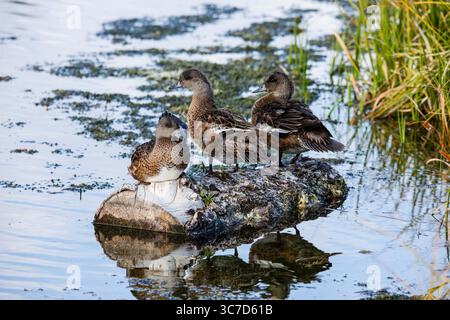 19. September 2020, Wyoming, Vereinigte Staaten: Unreife American Wigeon Drakes, Mareca americana, auf einem Baumstamm am Snake River im Grand Teton National Park in Wyoming, USA. (Kreditbild: © Jon G. Fuller/VW Pics via ZUMA Wire) Stockfoto