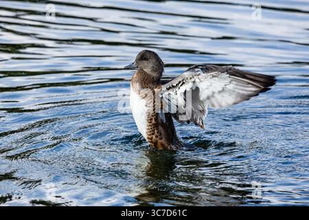 19. September 2020, Wyoming, Vereinigte Staaten: Eine unreife amerikanische Witwe drake, Mareca americana, übt sein Paarungsverhalten im Grand Teton National Park in Wyoming, USA aus. (Kreditbild: © Jon G. Fuller/VW Pics via ZUMA Wire) Stockfoto