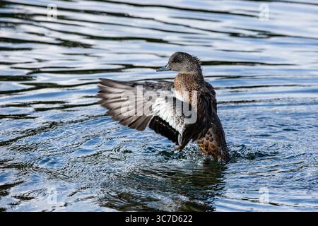 19. September 2020, Wyoming, Vereinigte Staaten: Eine unreife amerikanische Witwe drake, Mareca americana, übt sein Paarungsverhalten im Grand Teton National Park in Wyoming, USA aus. (Kreditbild: © Jon G. Fuller/VW Pics via ZUMA Wire) Stockfoto