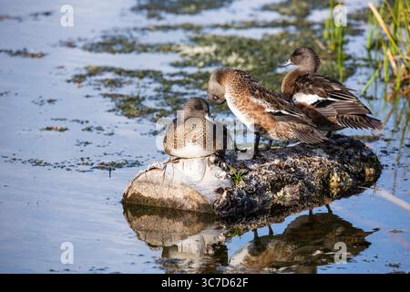 19. September 2020, Wyoming, Vereinigte Staaten: IImmature American Wigeon Drakes, Mareca americana, auf einem Baumstamm im Grand Teton National Park in Wyoming, USA. (Kreditbild: © Jon G. Fuller/VW Pics via ZUMA Wire) Stockfoto