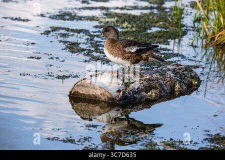 19. September 2020, Wyoming, USA: An Unreife male or drake American Wigeon, Mareca americana, im Grand Teton National Park in Wyoming, USA. (Kreditbild: © Jon G. Fuller/VW Pics via ZUMA Wire) Stockfoto