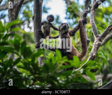3. August 2018, Tuxtla-Gutierrez, Chiapas, Mexiko: Geoffroy's Spider Monkey, Ateles geoffroyi, auch bekannt als Black-Hand Spider Monkey und kommt in Mexiko und Mittelamerika vor. (Kreditbild: © Jon G. Fuller/VW Pics via ZUMA Wire) Stockfoto