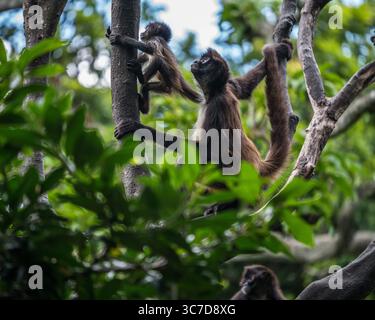3. August 2018, Tuxtla-Gutierrez, Chiapas, Mexiko: Geoffroy's Spider Monkey, Ateles geoffroyi, auch bekannt als Black-Hand Spider Monkey und kommt in Mexiko und Mittelamerika vor. (Kreditbild: © Jon G. Fuller/VW Pics via ZUMA Wire) Stockfoto