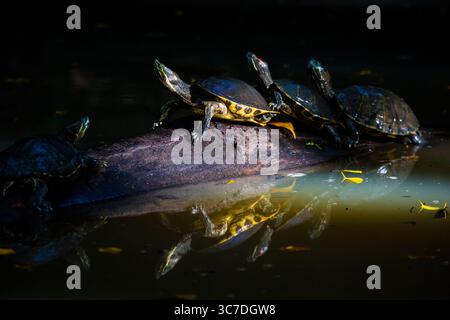 Vier Rotohr-Slider-Schildkröten, Chrysemys ornata, auf einem Baumstamm in einem Teich im Regenwald des Metropolitan Park, Republik Panama, Zentralamerika. Stockfoto
