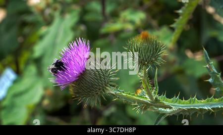 Eine Hummel sammelt Nektar von einer leuchtend violetten Baumwolldistelblume. Die Nahaufnahme zeigt die stacheligen Knospen und den Dornschaft des Onopordum acan Stockfoto