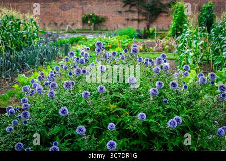 Globe Thistle (Echinops) in Bloom at the Walled Garden, Luton Hoo Estate, Bedfordshire, Großbritannien Stockfoto