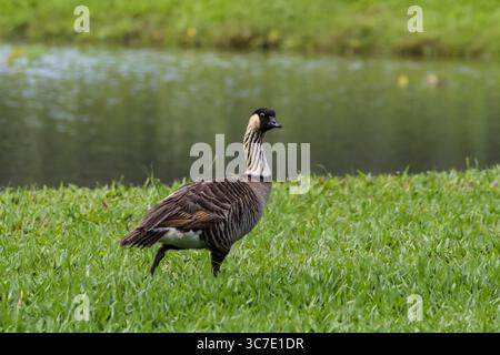 21. Januar 2018, Hawaii, Vereinigte Staaten: Die Nene oder Hawaiian Goose, Branta sandvicensis, ist ein Endemit von Hawaaii und die weltweit seltenste Gans. Sie gilt als anfällig für das Aussterben. (Kreditbild: © Jon G. Fuller/VW Pics via ZUMA Wire) Stockfoto
