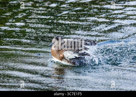 19. September 2020, Wyoming, Vereinigte Staaten: Eine unreife amerikanische Witwe drake, Mareca americana, übt sein Paarungsverhalten im Grand Teton National Park in Wyoming, USA aus. (Kreditbild: © Jon G. Fuller/VW Pics via ZUMA Wire) Stockfoto