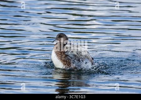 19. September 2020, Wyoming, Vereinigte Staaten: Eine unreife amerikanische Witwe drake, Mareca americana, übt sein Paarungsverhalten im Grand Teton National Park in Wyoming, USA aus. (Kreditbild: © Jon G. Fuller/VW Pics via ZUMA Wire) Stockfoto