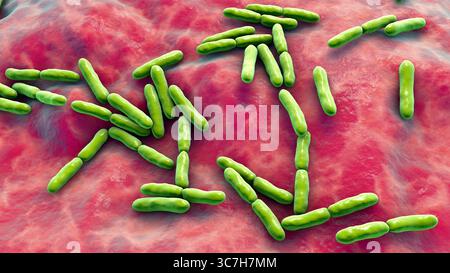 Illustration von Bifidobacterium sp. Bakterien. Dies ist eine Gattung von grampositiven anaeroben Bakterien, die für die Darmgesundheit wichtig sind. Sie werden häufig als Probiotika eingesetzt und auf ihre Rolle bei der Vorbeugung von gastrointestinalen Störungen untersucht. Stockfoto