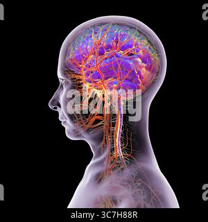Darstellung der arteriellen Blutversorgung des menschlichen Gehirns. Stockfoto