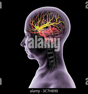 Darstellung der arteriellen Blutversorgung des Gehirns mit hervorgehobener Arteria cerebri Media (gelb), die Blut zu den frontalen, temporalen und parietalen Lappen liefert, entscheidend für die Gehirnfunktion. Stockfoto