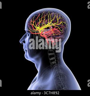 Darstellung der arteriellen Blutversorgung des Gehirns mit hervorgehobener Arteria cerebri Media (gelb), die Blut zu den frontalen, temporalen und parietalen Lappen liefert, entscheidend für die Gehirnfunktion. Stockfoto