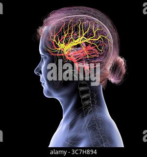 Darstellung der arteriellen Blutversorgung des Gehirns mit hervorgehobener Arteria cerebri Media (gelb), die Blut zu den frontalen, temporalen und parietalen Lappen liefert, entscheidend für die Gehirnfunktion. Stockfoto