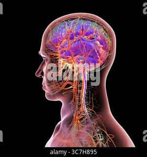 Darstellung der arteriellen Blutversorgung des menschlichen Gehirns. Stockfoto